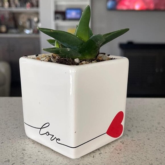 NEW Mini Succulent, Live Succulent Plant, 2-Inches Tall - Picture 6 of 9